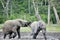 The attacking Forest Elephant (Loxodonta africana cyclotis