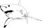 The attacking great white shark with open jaws drawn in ink by hand