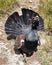 Attacking wood grouse