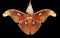 Attacus atlas