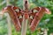 Attacus atlas, the Atlas moth close-up