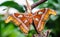 Attacus atlas butterfly