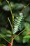 Attacus atlas moth Caterpillar