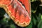 Attacus atlas Moth the giant butterfly