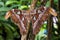 Attacus Atlas moths are one of the largest lepidopterans in the world