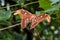 Attacus Atlas moths are one of the largest lepidopterans in the world