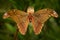 Attacus caesar, moth in Saturniidae family, southern Philippines. Butterfly hatching from cocoon in green vegetation. Wildlife