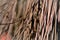Attalea funifera broom wire details