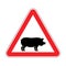 Attention pig. Red road sign danger. Caution swine. Vector illus