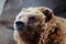 Attentive Alaskan Brown Bear - Minnesota Zoo