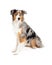 Attentive Australian Shepherd Dog Sitting Looking Off To Side