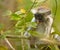 An attentive baby Zanzibar Red Colobus