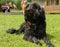 Attentive black middle Schnauzer - animal portrait