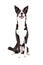 Attentive Border Collie Mix Breed Dog Sitting