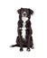 Attentive Border Collie Mix Breed Dog Sitting