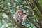 Attentive boy in shorts and undershirt sitting on tree branches