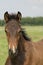 Attentive brown foal with head and mane in close-up