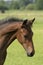 Attentive brown foal with head and mane in close-up