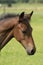 Attentive brown foal with head and mane in close-up