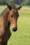 Attentive brown foal with head and mane in close-up