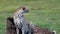 Attentive cheetah siting on a meadow in savannah in Tanzania