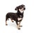 Attentive Chihuahua And Dachshund Mixed Breed Dog