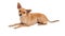 Attentive Chihuahua Mix Breed Dog Laying