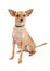 Attentive Chihuahua Mixed Breed Dog Sitting