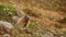 Attentive cute little marmot looking out of a hole on a meadow with alpine wild flowers in early summer near Reschen.