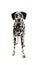 Attentive Dalmatian Dog Standing