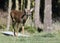 Attentive Deer Standing on Green Lawn