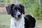 Attentive Dog in the garden, black and white, spotted, Small Munsterlander