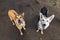 Attentive dogs standing on countryside dirty road