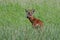 Attentive European Roe deer buck (Capreolus capreolus)