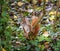 Attentive european squirrel