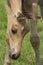 Attentive falcon color foal with head and mane in close-up