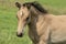 Attentive falcon color foal with head and mane in close-up