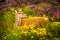 Attentive Female Deer In Scenic Highlands Landscape In Scotland