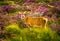 Attentive Female Deer In Scenic Highlands Landscape In Scotland