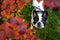 Attentive frenchie face framed with autumn saturated foliage