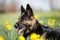 Attentive German Shepard dog on meadow