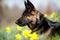 Attentive German Shepard dog on meadow