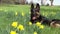 Attentive German Shepard dog on meadow between yellow flowers