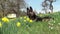 Attentive German Shepard dog on meadow between yellow flowers