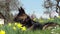 Attentive German Shepard dog on meadow between yellow flowers