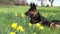 Attentive German Shepard dog on meadow between yellow flowers