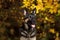 Attentive german shepard dog portrait with autumn colored background