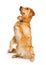 Attentive Golden Retriever Dog Sitting Up - Transparent