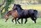 Attentive and grazing horse at the meadow Equus ferus caballus aufmerksames  und grasendes Pferd auf der Weide