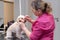 attentive groomer brushing white dog hair and gently cleaning eyes at grooming salon.